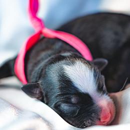 Girl 1 - Miniature Australian Shepherd puppy in Dayton, Texas from Salty LeBlanc Aussies