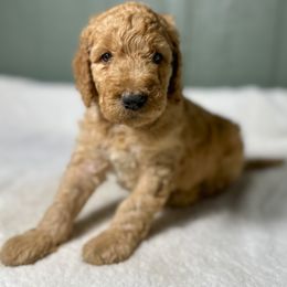 Neil - Apricot male Goldendoodle puppy in Osage City, Kansas from Golden Ridge Goldens