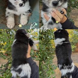 Boone - Blue merle male Miniature Australian Shepherd puppy in Waxahachie, Texas from Forever Holmes Aussies