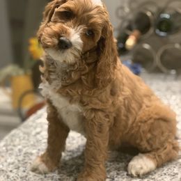 Australian Labradoodle Puppies from Semper Doodles