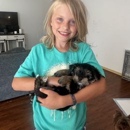 Yorkshire Terrier Puppies from North Idaho Yorkies