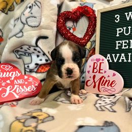 Purple collar-fawn female - Fawn Boxer puppy in Mooresboro, North Carolina from Echo Hollow Kennels Boxers and Boarding LLC