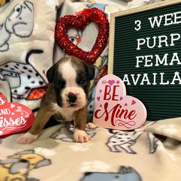 Purple collar-fawn female - Fawn Boxer puppy in Mooresboro, North Carolina from Echo Hollow Kennels Boxers and Boarding LLC