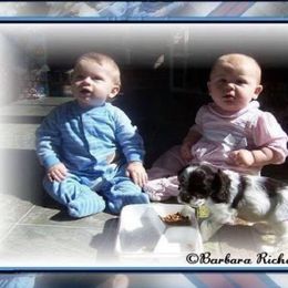 Cocker Spaniel Puppies from Richards' Cocker Kennel
