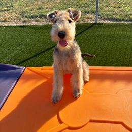 Lex - Black and tan male Lakeland Terrier puppy in Mebane, North Carolina from Hi-Kel Terrydale Lakeland Terriers and Terrydale HK Airedales & Norfolk Terriers