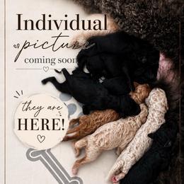 Coming Soon - Apricot female Poodle puppy in Spring Hill, Florida from Lecanto Puppy