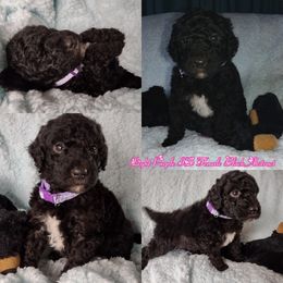 Poodle Puppies from Majestic Royalty Poodles