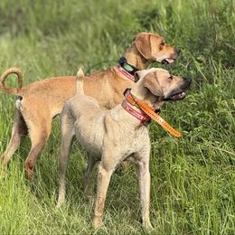 Black Mouth Cur puppies from Tightline