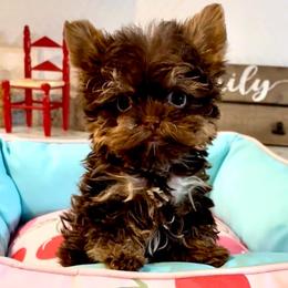 Little Finn - Chocolate and tan male Yorkshire Terrier puppy in Yuma, Arizona from Yuma Yorkie