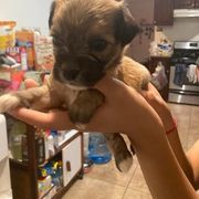 Boy 2 - Lowchen puppy in California from Angel Pups