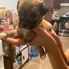 Boy 2 - Lowchen puppy in California from Angel Pups