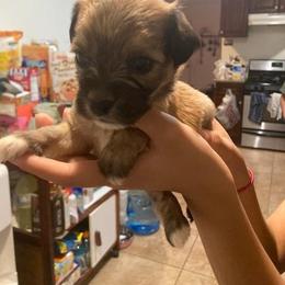 Boy 2 - Lowchen puppy in California from Angel Pups