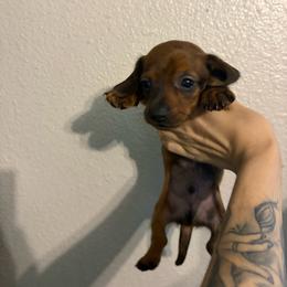 Hugh - Brindle male Dachshund puppy in Conroe, Texas from R&M Dachshunds