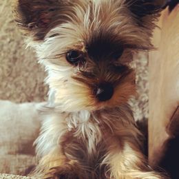 Txiko - Yorkshire Terrier