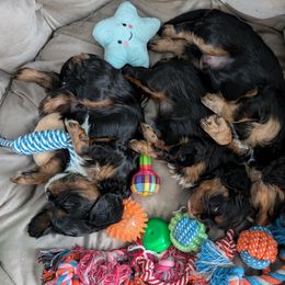 Cavalier King Charles Spaniel Puppies from The Kings Cavaliers