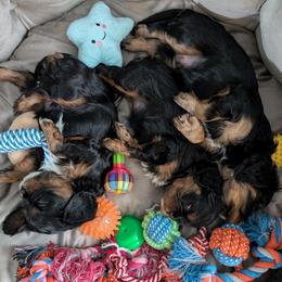 Cavalier King Charles Spaniel Puppies from The Kings Cavaliers