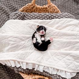 Clara - Tri-color female Bernedoodle puppy in Cold Spring, Minnesota from A.N.A. Doodles