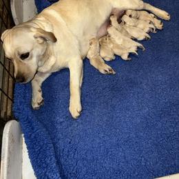 Boy 2 - Yellow male Labrador Retriever puppy in Marydel, Maryland from Andover Meadow Farm