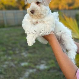 Miniature Schnauzer Puppies from Love Giver Schnauzers