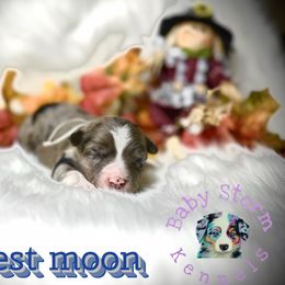 Harvest moon - Blue merle male Miniature Australian Shepherd puppy in Lubbock, Texas from Baby Storm Kennels