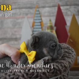 Banana - Tricolors female French Bulldog puppy in Loxahatchee, Florida from Blue Wonder Frenchies