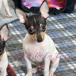 Boy 1 - White black and tan male Toy Fox Terrier puppy in Wayne, Oklahoma from FritzFox Toy Fox Terriers
