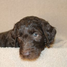 George - Blue collar - Chocolate male Labradoodle puppy in Grants Pass, Oregon from Oregon Valley Pups