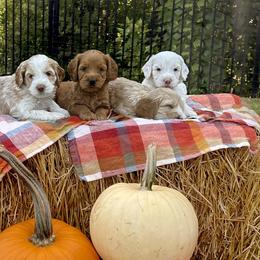 Australian Labradoodles from Taylor Creek Labradoodles
