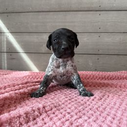 Violet - Liver roan female German Shorthaired Pointer puppy in Axton, Virginia from Red Clay Kennels
