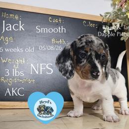 Jack - Dapple male Dachshund puppy in Hoquiam, Washington from Heyd's Mini Dachshunds
