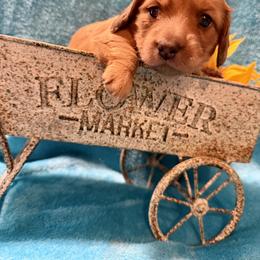 Angel - Red female Dachshund puppy in Madison, Indiana from McCollough's Pawsome Spaniels and Danny's Delightful Dachshunds