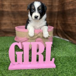 Girl 3 - Black tri-color female Australian Shepherd puppy in Crystal River, Florida from Copper Top Aussies