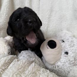 Alani - Black female Newfoundland puppy in Brandenburg, Kentucky from Bluegrass River Newfoundlands