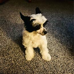 Lilly - White and black female Chinese Crested puppy in Hernando, Florida from BryMar Chinese Cresteds