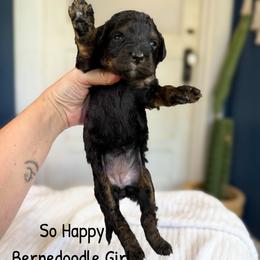 So Happy - Phantom female Bernedoodle puppy in Grove, Oklahoma from Guinn Family Farms
