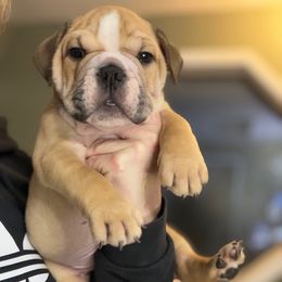 Frankie boy - Fawn male Bulldog puppy in Marysville, Washington from English Bulldogs WA
