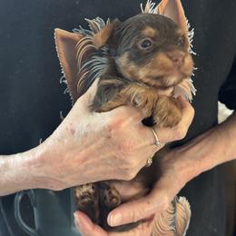 Puppy 2 - Chocolate and tan male Yorkshire Terrier puppy in Elizabeth, Indiana from Dwayne’s Yorkshire Terriers
