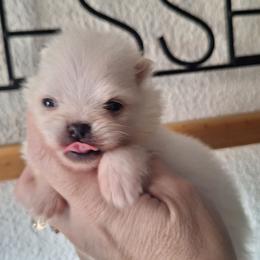 Blanco - White female Pomeranian puppy in Oologah, Oklahoma from GG's Pomeranians