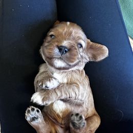 Cavalier King Charles Spaniel Puppies from Sweet Southern Cavaliers and Frenchies