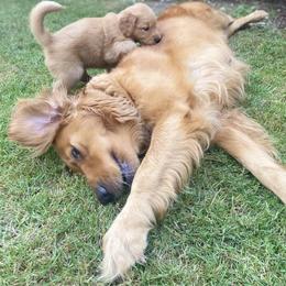 Golden Retriever Puppies from Washington Lakeside Goldens