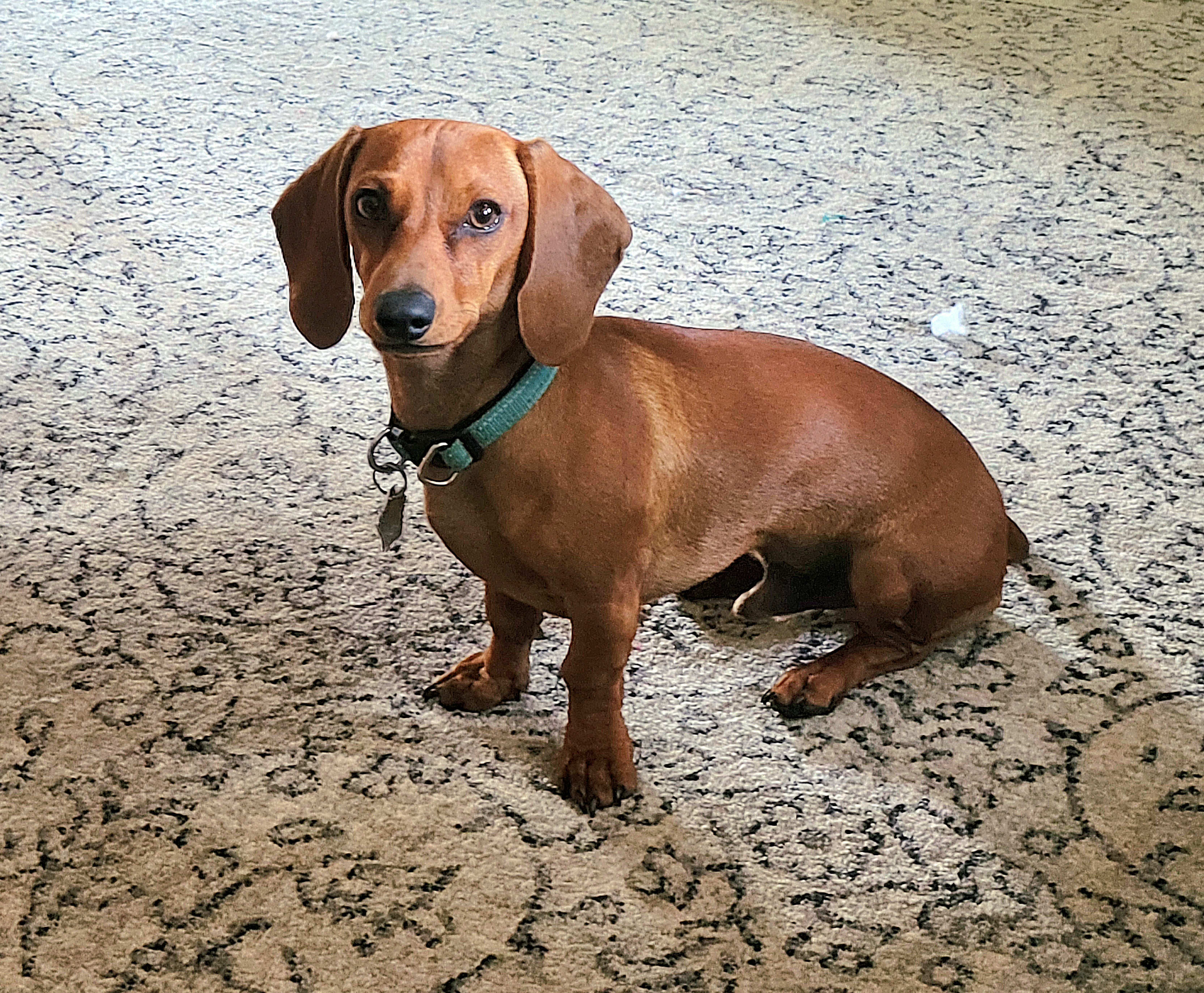 Winston - Dachshund