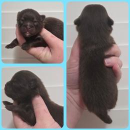 Milo - Chocolate and tan male Pomeranian puppy in Washington, North Carolina from Grace's Poms🐾💕