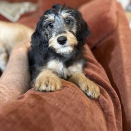 Spicey - female Bernedoodle puppy in Sarasota, Florida from Doodle Lovin