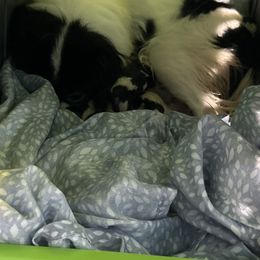 Girl 4 - White and black female Japanese Chin puppy in Connecticut from Lissette's pups chins and bullies