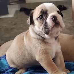 Bulldogs from Elmcreek Farms Bulldogs