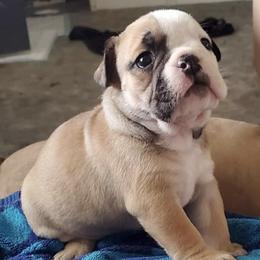 Bulldogs from Elmcreek Farms Bulldogs
