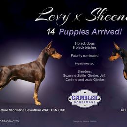 Doberman Pinscher Puppies from Gambler Dobermans