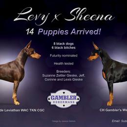 Doberman Pinscher Puppies from Gambler Dobermans