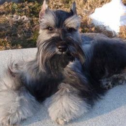 Miniature Schnauzers from Baby Bow Wow Schnauzers