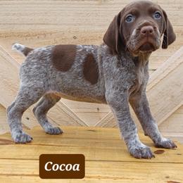 Cocoa - Liver roan female German Shorthaired Pointer puppy in Elberta, Alabama from Old Orchard Farm
